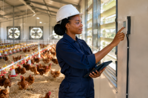 Nigerian engineer checks climate smart poultry technology inside a poultry house